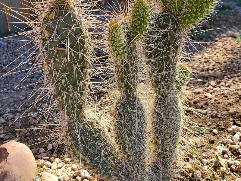 PlantPop Film: “Jen Urso: Cactus Mapping”