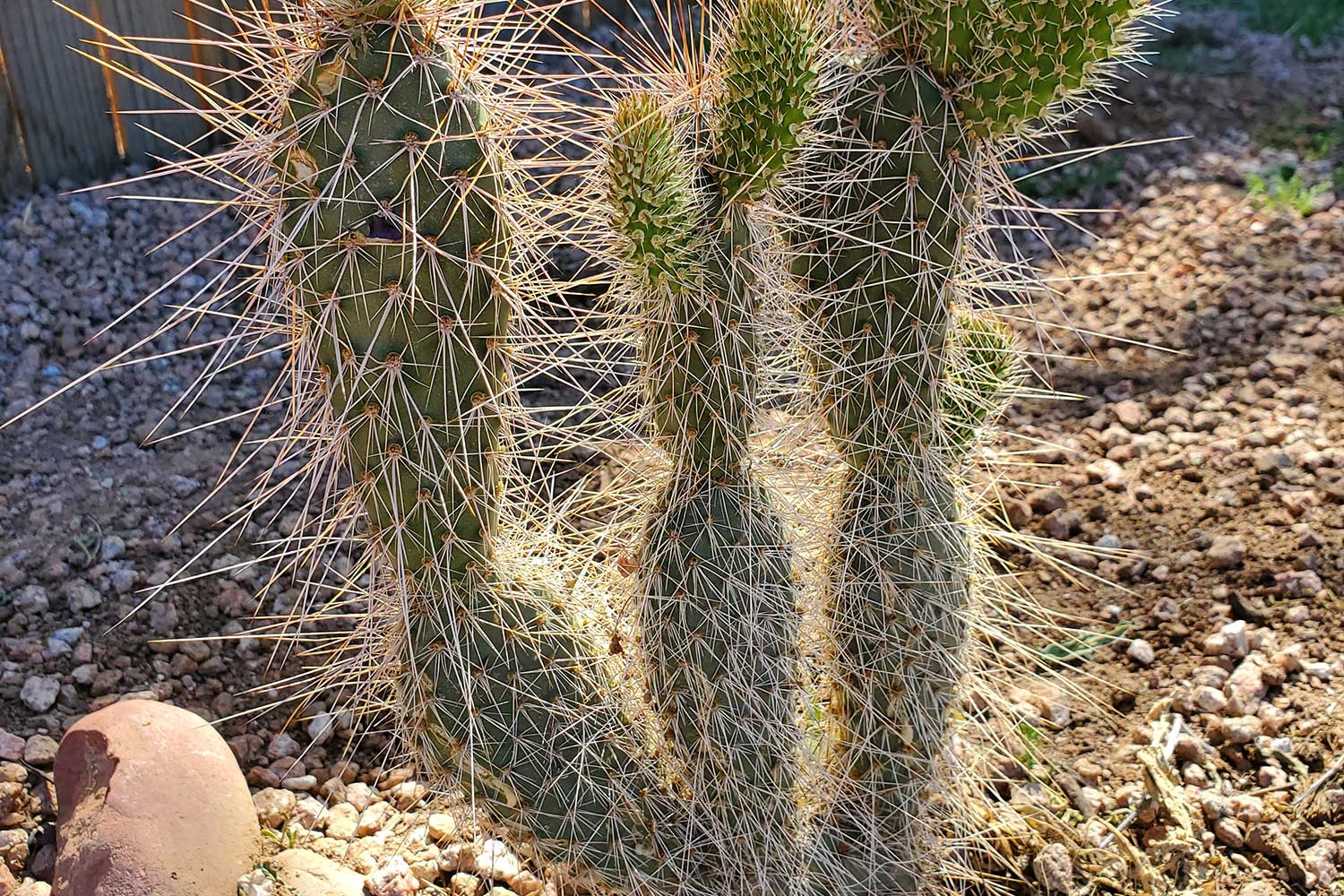 PlantPop Film: “Jen Urso: Cactus Mapping”