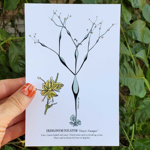 Botanical illustration postcards of native plants in Mormon Mesa, NV