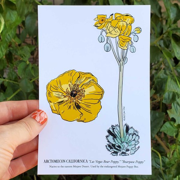 Botanical illustration postcards of native plants in Mormon Mesa, NV